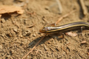 Juvenile Gilbert's Skink with blue tail. Armstrong Redwoods State Natural Reserve, California - to preserve 805 acres of coast redwoods (Sequoia sempervirens). The reserve is located in Sonoma County,