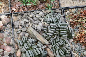 lithops, texture, stone, abstract, nature,  flower, nature, pink, purple, garden, spring, green, plant, flora, bloom, flowers, blossom, summer, lilac, macro, close-up, beautiful, floral, petal