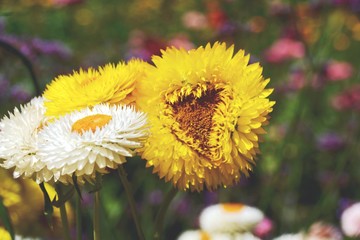 gelbe Blume mit Herz - Glückwunschkarte zum Geburtstag - Blumenwiese im Sommer - Grußkarte