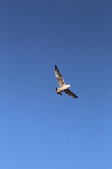 gull