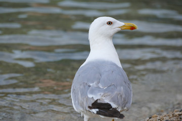 Beautiful young seagull standing by the sea