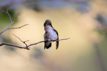 Preening Hummingbird