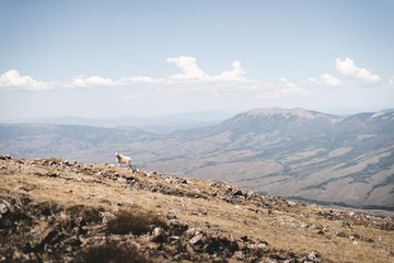 A mountain goat at the top of a mountain in Silverthorne, Colorado. 