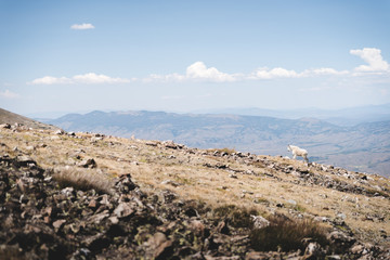A mountain goat at the top of a mountain in Silverthorne, Colorado. 