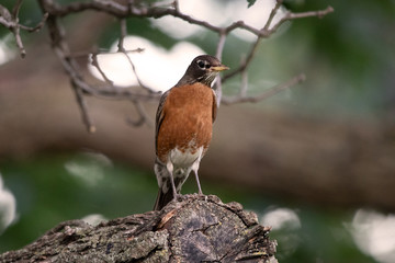 American Robin