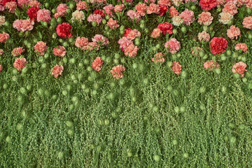Colorful carnation flowers background. Top view - obrazy, fototapety, plakaty