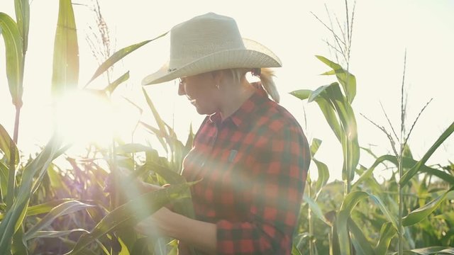 A female farmer with a tablet in her hands in a cornfield. The farmer examines the corn and records the results