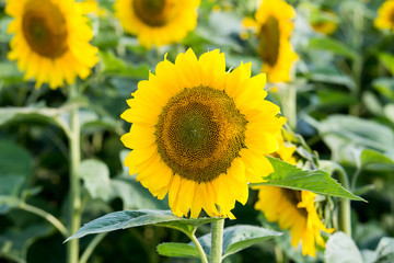 Yellow sunflower in field