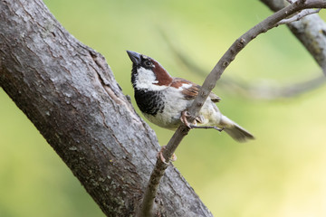 Male House Sparrow