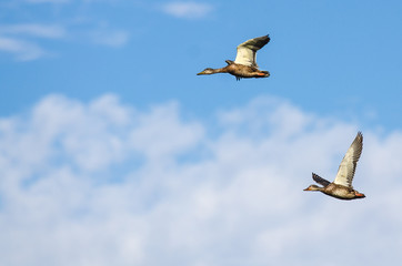 Two Mallard Ducks Flying in a Blue Sky