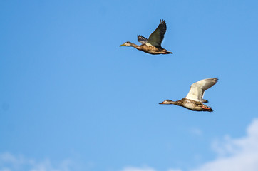 Two Mallard Ducks Flying in a Blue Sky