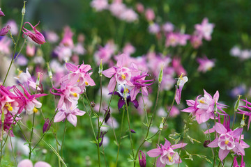 pink aquilegia in the garden