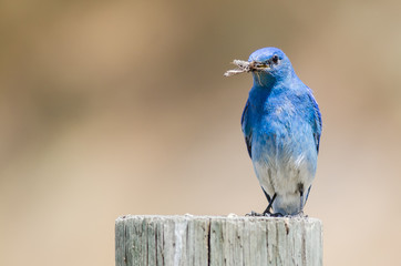 Mountain Bluebird Displaying Its Catch While Perched atop a Weathered Wooden Post