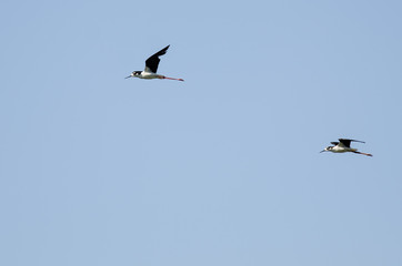 Pair of Black-Necked Stilt Flying in a Blue Sky
