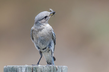 Mountain Bluebird Displaying Its Catch While Perched atop a Weathered Wooden Post