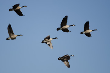 Flock of Canada Geese Flying in a Blue Sky