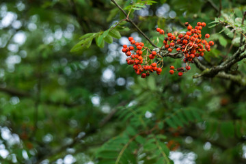Rote Beeren wehen im Wind