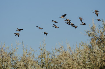 Flock of Canada Geese Flying Low Over the Marsh