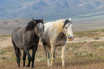 Beautiful Wild Horses in Utah in Summer