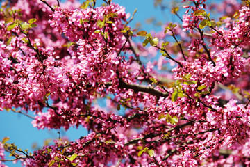 Pink blossoming trees in April in Russia