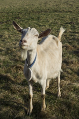 Bleating goat with blue collar on grass in enclosure. Goat`s mouth is open and looks like smile. Single adult brown goat on the green grass in summer day. Pastoral views and rural animal grazi.
