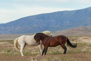 Fototapeta na wymiar Beautiful Wild Horses in Utah in Summer