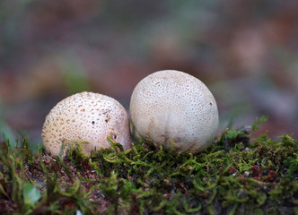mushrooms in the forest