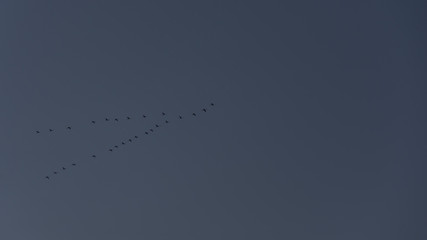 A flock of swans flying in the sky. The leader leads the whole flock.