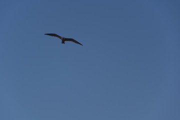 Flying bird on the sky. Blue sky with black bird.