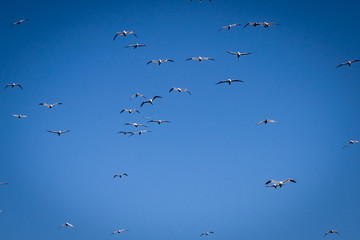 Fototapeta premium Iceland