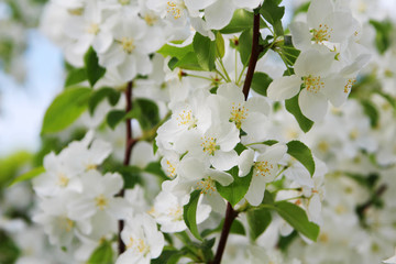 Blossoming trees in spring season