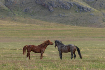 Beautiful Wild Horses in Utah in Summer