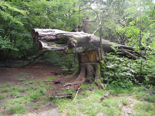 Urwald an der Sababurg