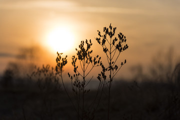 Silhouette of plants during sunset. Autumn nature.