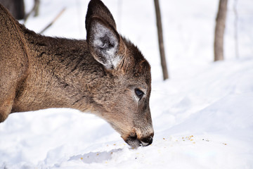 cerf