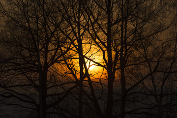 Fototapeta premium Sunset behind trees without leaves. Silhouette of trees and their branches.