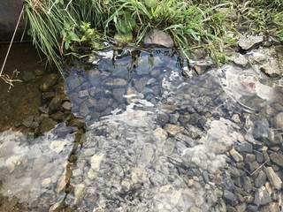 Brook 