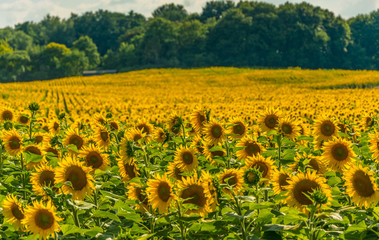 Naklejka premium Sonnenblumen, Mecklenburgische Seenplatte, Krakower See, Krakow am See, 