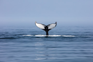 Naklejka premium Humpback Whale Fluke off Cape Cod, MA