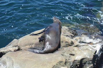 La Jolla Shores, San Diego, Ca.
Does this ROCK make me look FAT?