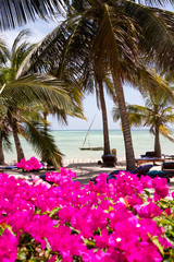 beach with coconut palm and sea