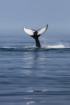 Humpback Whale Raising Its Beautiful Tail Out of the Atlantic Ocean