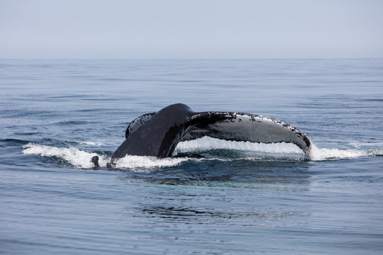 Humpback Whale Fluke Disappearing Into Atlantic Ocean