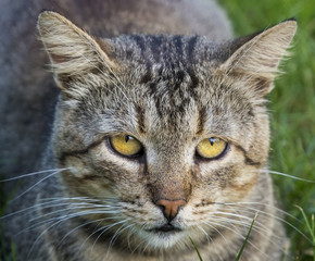 close up of striped tabby domestic cat sitting in grass on green lawn