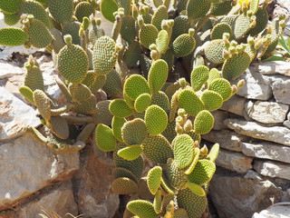 Cacti