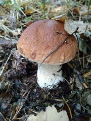 mushroom