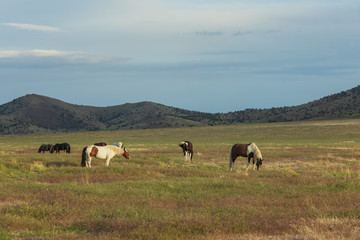 Wild Horses in Utah in Summer