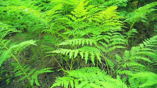 Thick thickets of fern.