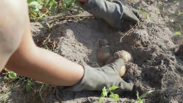 The hands of a farmer in black gloves harvested from the soil tuber a potatoe, close-up