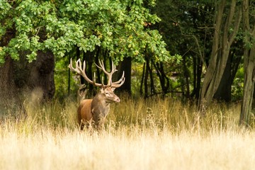 Male red deer (Cervus elaphus) with huge antlers during mating season in Denmark, mating season, Majestic powerful adult red deer stag outside autumn forest. Big animal in the nature forest habitat